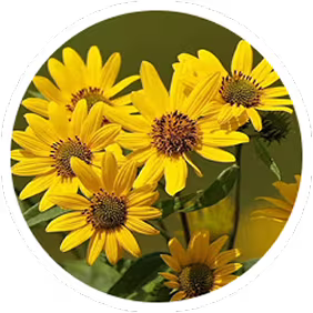 Arnica